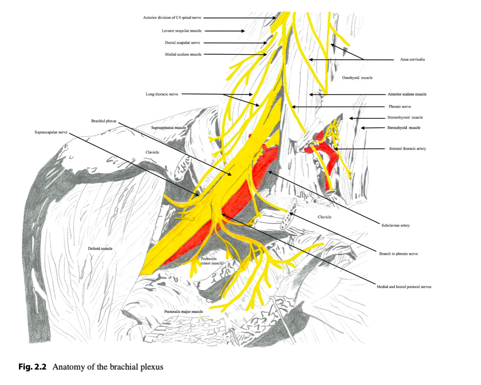 Anatomia del plesso brachiale